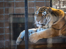 Rollinh Hillz Zoo, Salina, Kansas, Kirk Lubimov