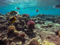 Kirk Lubimov, Eilat, Israel, divin